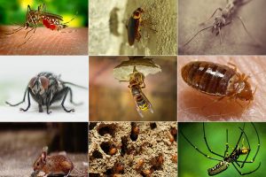 Pest-control-service-