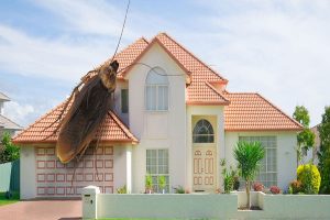 Residential Pest Control